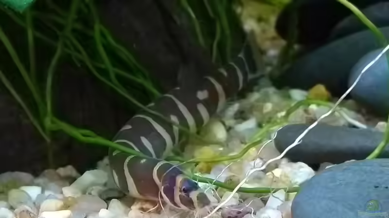 Dornauge von Stephy (42)