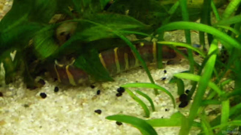 Dornauge von Susann Czaika (10)