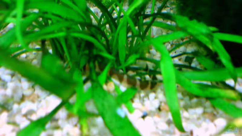 Dornauge von Tom Prpic (19)