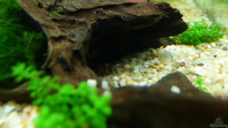 Dornauge von Torsten Franke (7)