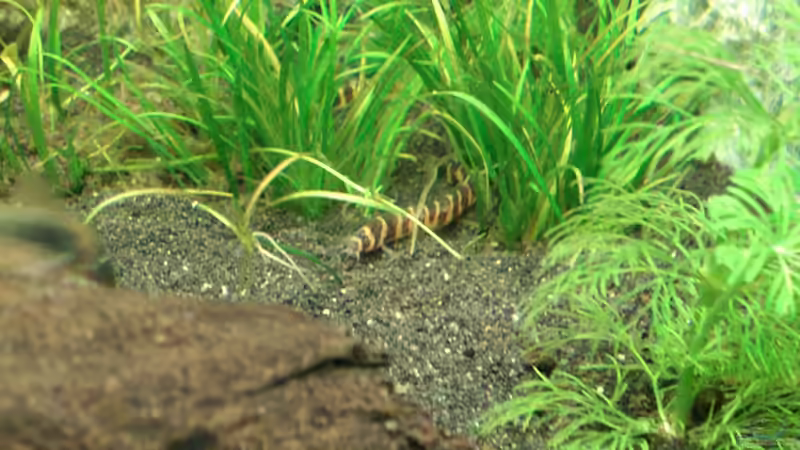 Dornauge von Welslau (24)