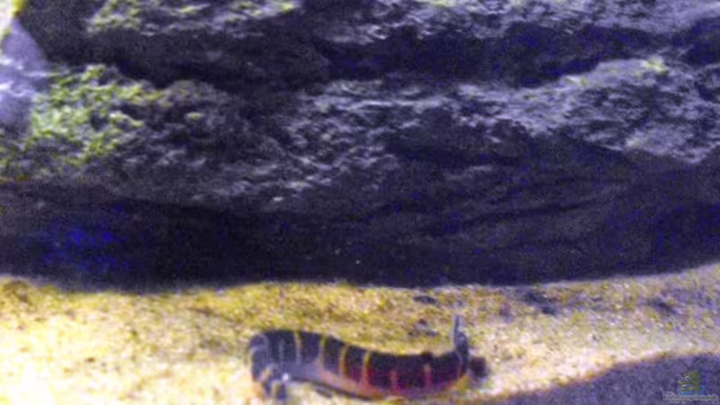 Dornauge von Yvonne Storms (11)