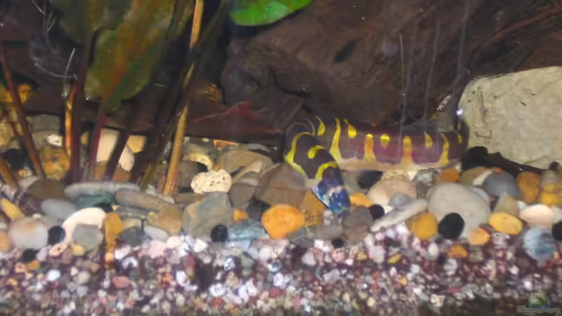 Aquarien mit Gefleckten Dornaugen (Pangio kuhlii)