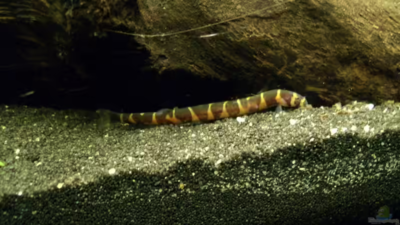 Aquarien mit Gefleckten Dornaugen (Pangio kuhlii)