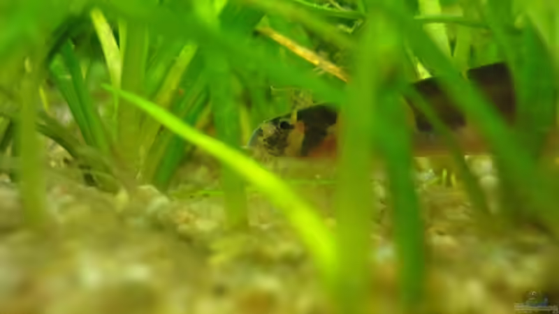 Aquarien mit Gefleckten Dornaugen (Pangio kuhlii)