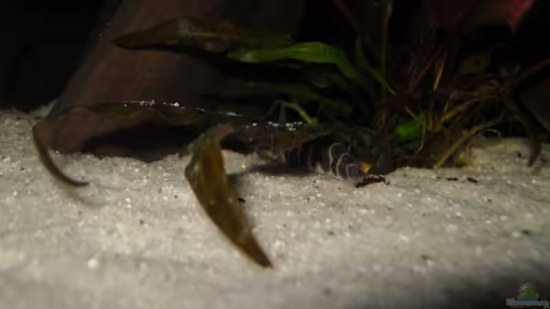 Aquarien mit Gefleckten Dornaugen (Pangio kuhlii)