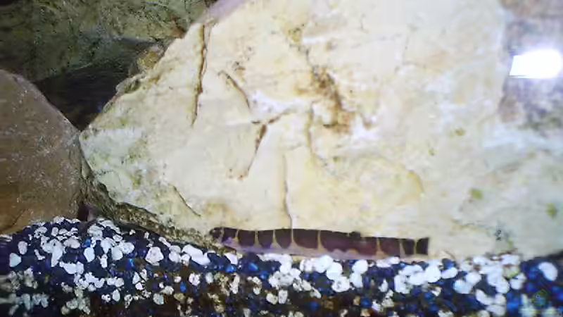 Aquarien mit Gefleckten Dornaugen (Pangio kuhlii)