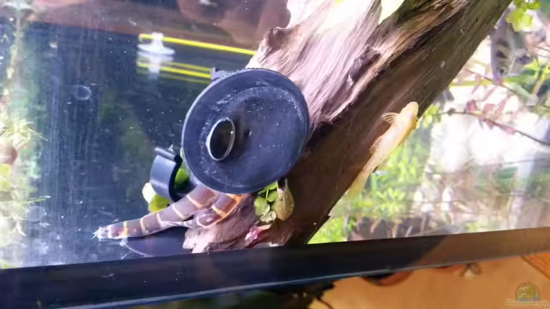 dornaugen  von Ceylon (87)