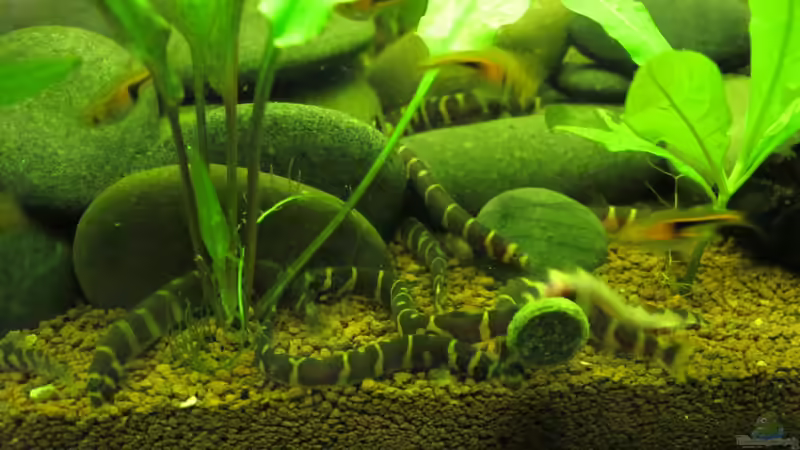 Dornaugen Fütterung von Locke1992 (38)