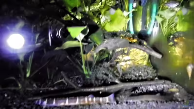 Dornaugen in der Nacht mit einer Taschenlampe Fotografiert.  von odin 68 (115)