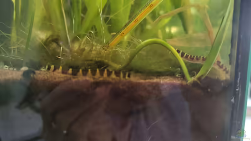 Dornaugen noch vor der Umgestaltung von SoSi (13)