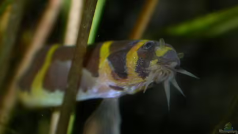 Dornaugen-Porträt von Susanne Schmohl (22)