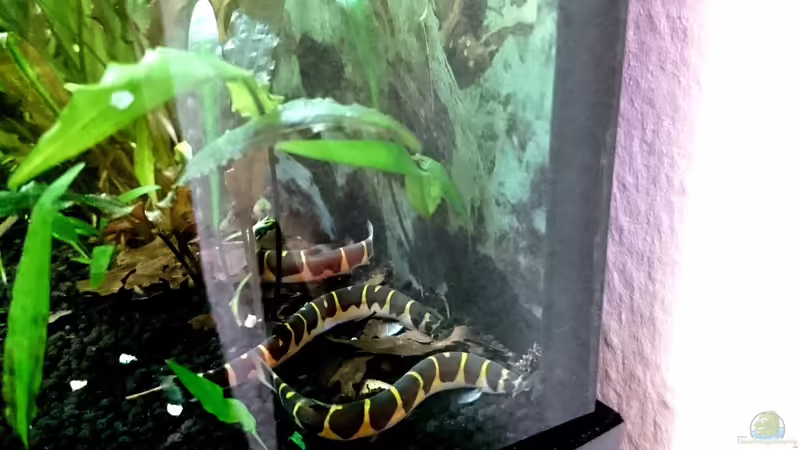 Dornaugen von Helene (25)