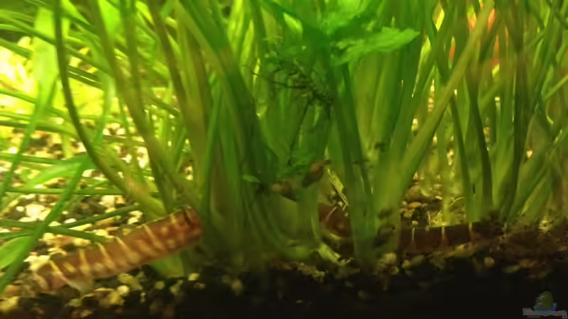 Dornaugen von Momo-kocht (6)