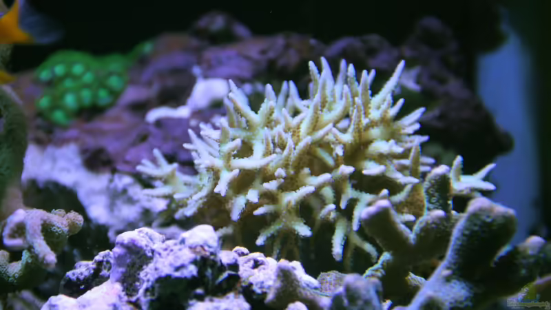 Dornenkoralle = Seriatopora dendritica von Sven Jastrow (32)