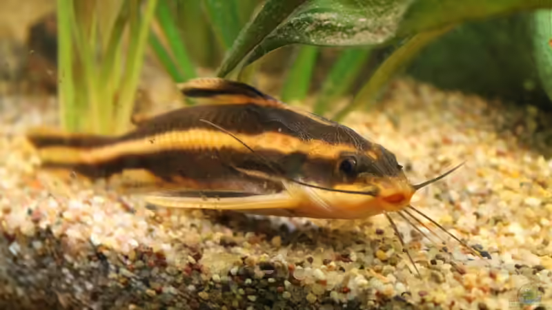 Dornlinienwels von DreamTümpel (14)