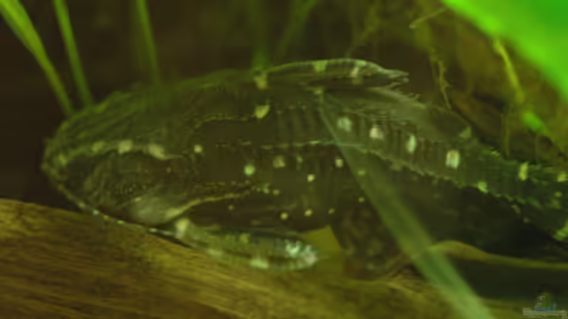 Dornwels von Stefan Hoffmann (20)