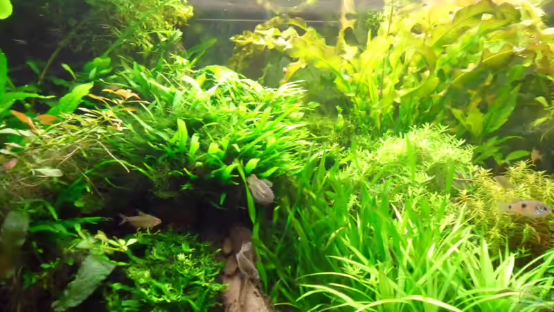 Dorsi Bock von Bungi (33)