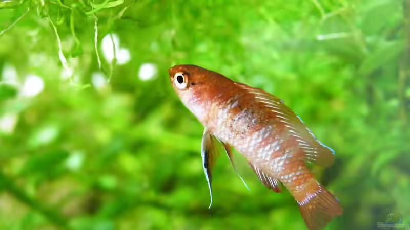 Dort? - Dario Dario Männchen - 01.08.2011 von bergfrau (39)