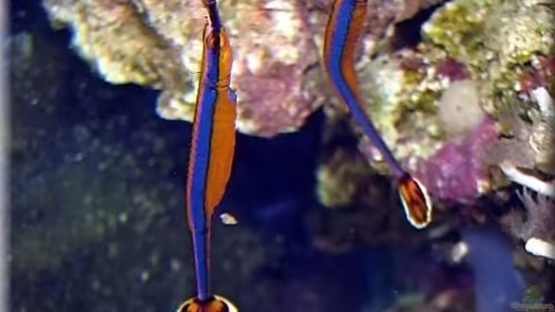 Doryrhamphus excisus von Petra Kallmeyer (21)