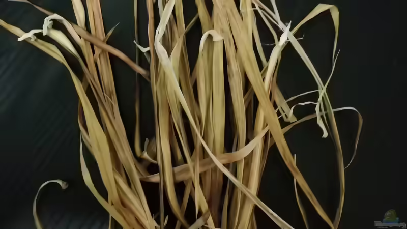 Dracaenablätter von - Stephen - (20)