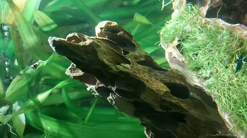 Drachenstein  von Alex Rieger (2)