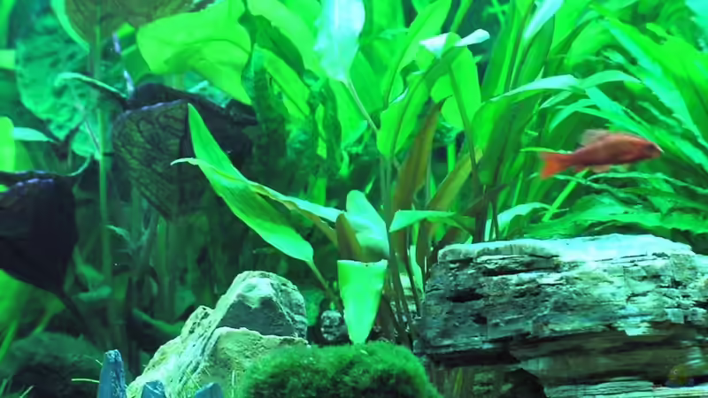 Drachenstein  von H.G Wells (7)