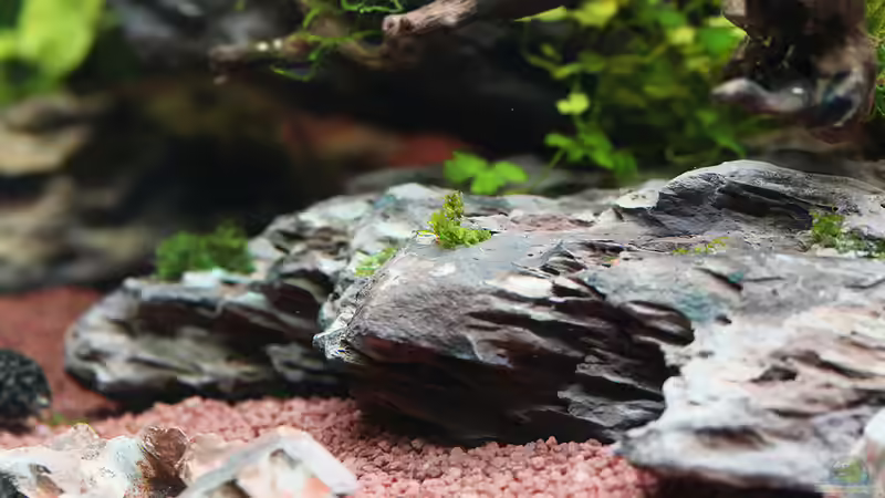 Drachenstein mit aufgeklebten Korallenmoos von Dirk F. (14)