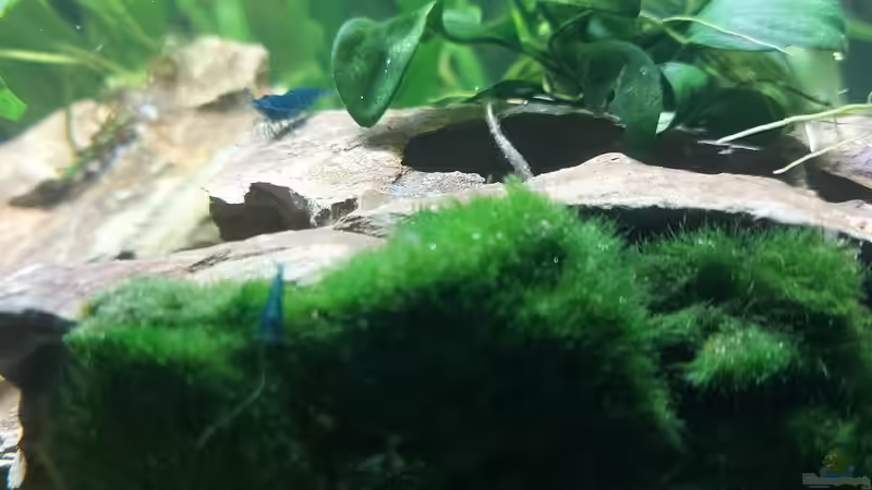 Drachenstein mit Moosballwand von Alex Rieger (9)