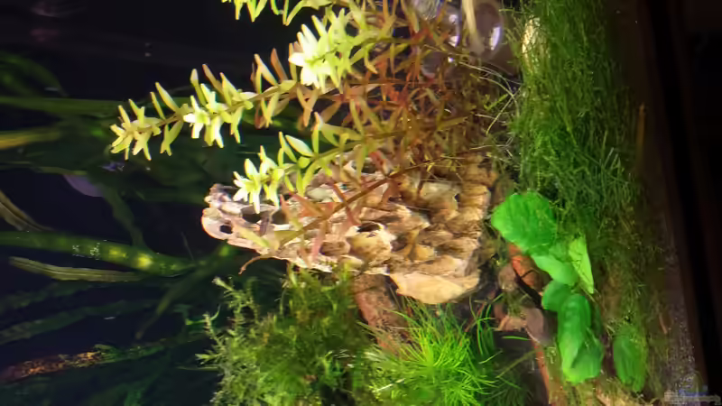 Drachensteine 2 von Anna-RS (11)