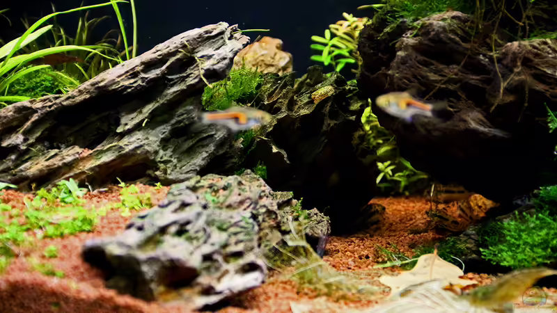 Drachensteine Anfang 12/2013 von Dirk F. (12)