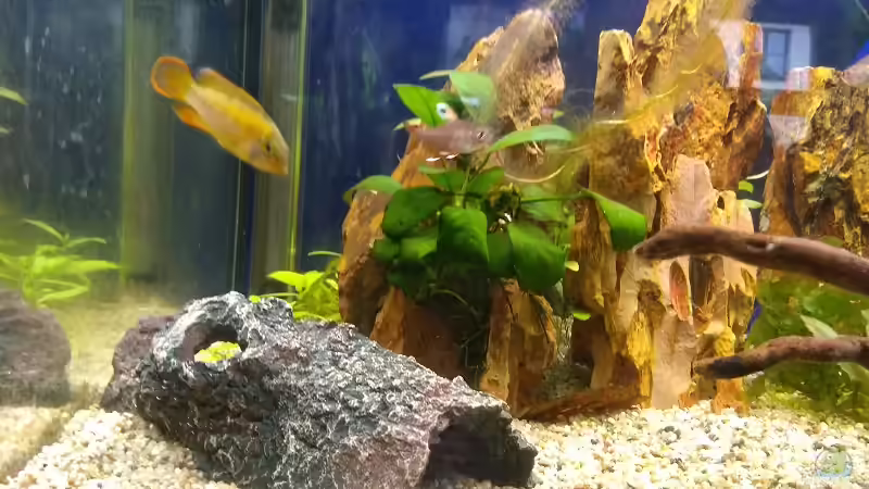 Drachensteine und künstliche Bruthöhle von Acki50 (21)