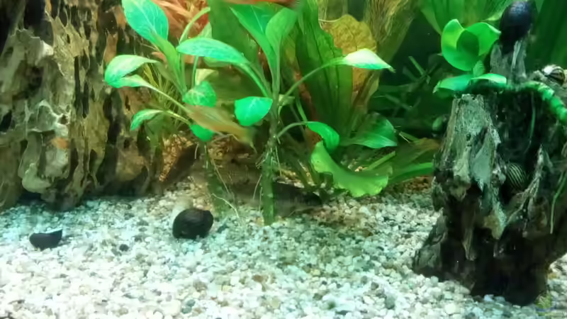 Drachensteine von Mofafi-Liebhaber (53)