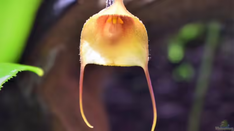 Dracula ophioceps von Junglist (22)