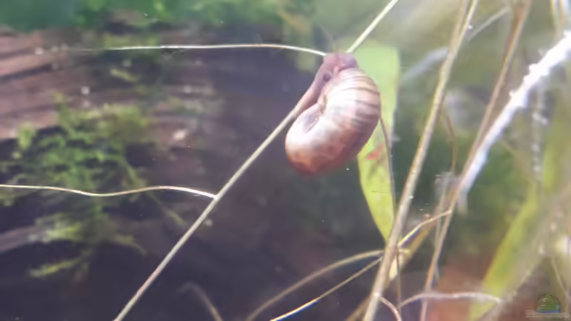 Drahtseilakt von Glücksscherbe (13)