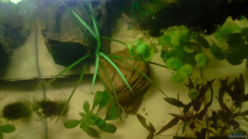 Drauf Sicht von Dasy (18)