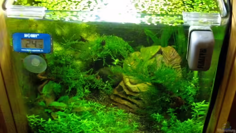 Draufsicht -die Lemnas-Decke von Caricciola (11)