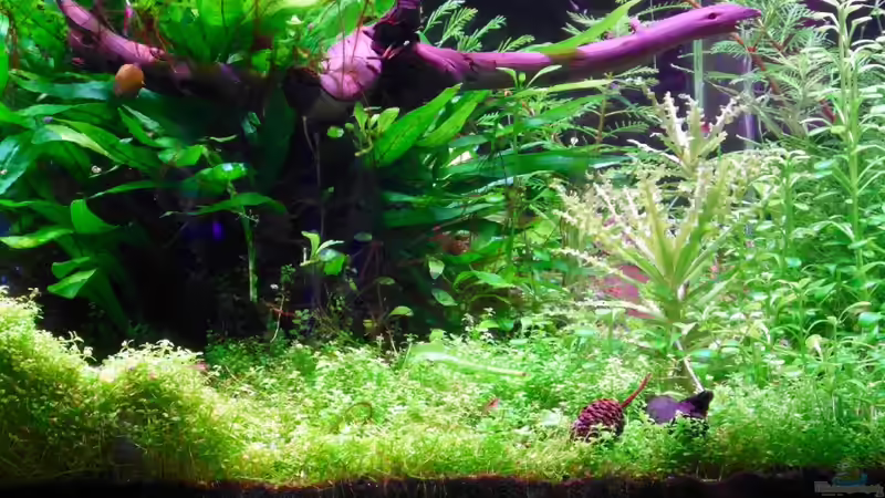 Draufsicht, von vorne. von Achim (3)