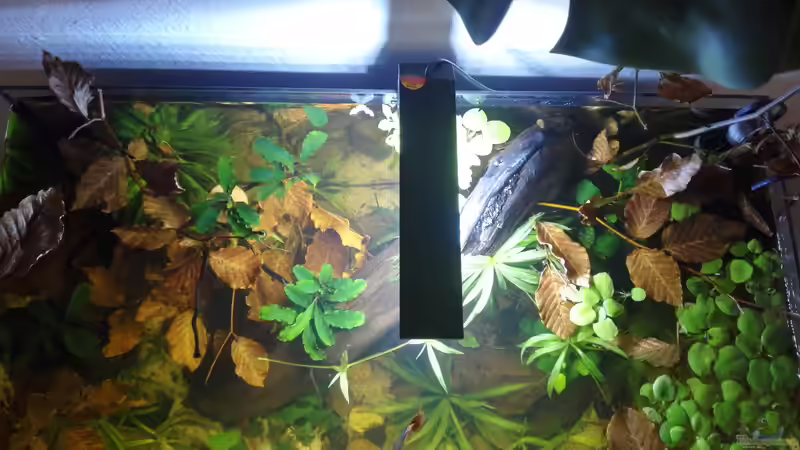 Draufsicht 08.03.2020 von David Schneider Aquaristik (5)