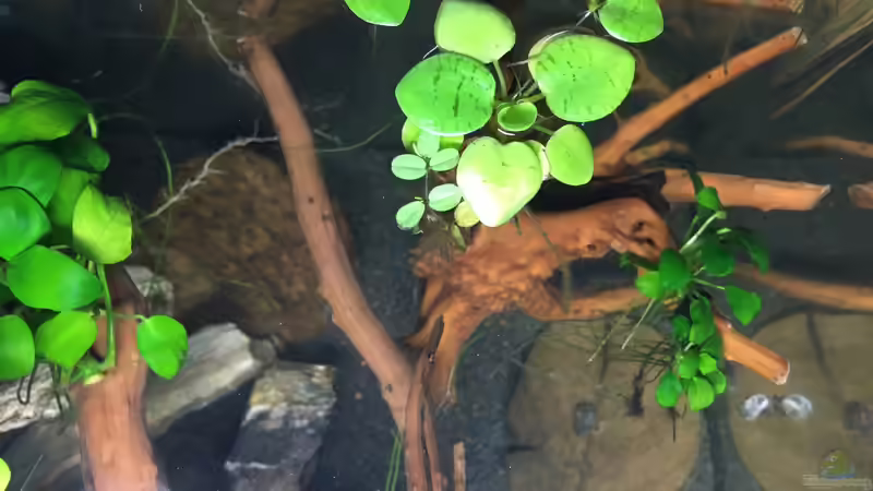 Draufsicht,Anubia,Schwimmpflanzen  von Ottche (14)