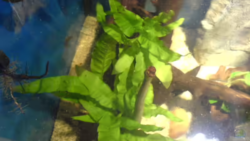 Draufsicht Java-farn von Ralf Kahl (9)