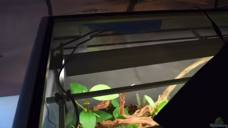 Draufsicht mit drosophiladichter Abdeckung von Junglist (55)