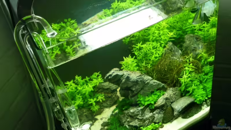 Draufsicht von Aquamaniac (5)