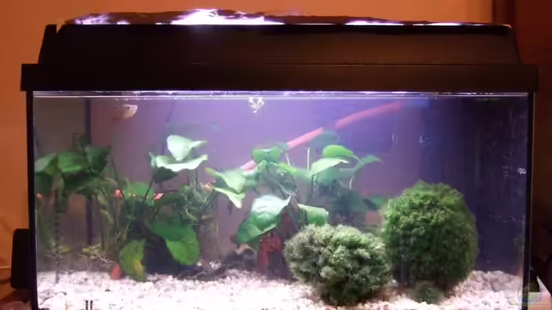 Draufsicht von Hannes Hartwig (1)