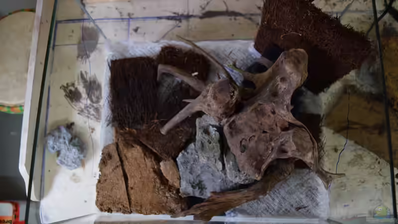 Draufsicht von Junglist (3)