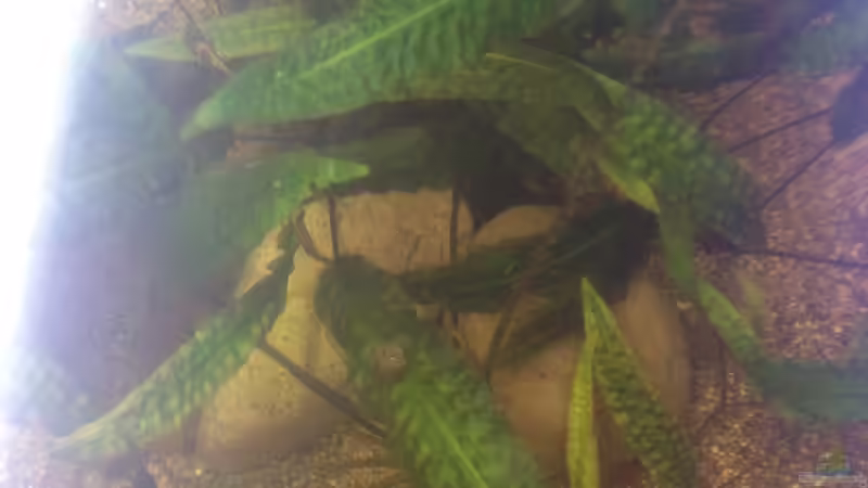 Draufsicht von schmitzkatze (11)