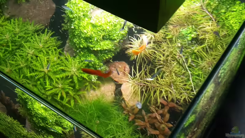 Draufsicht wie man sie sonst nur vom Fluval Edge kennt von Schallex (3)