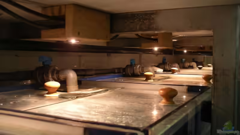 Draufsicht Zuchtbecken von Bernd Niehoff (29)