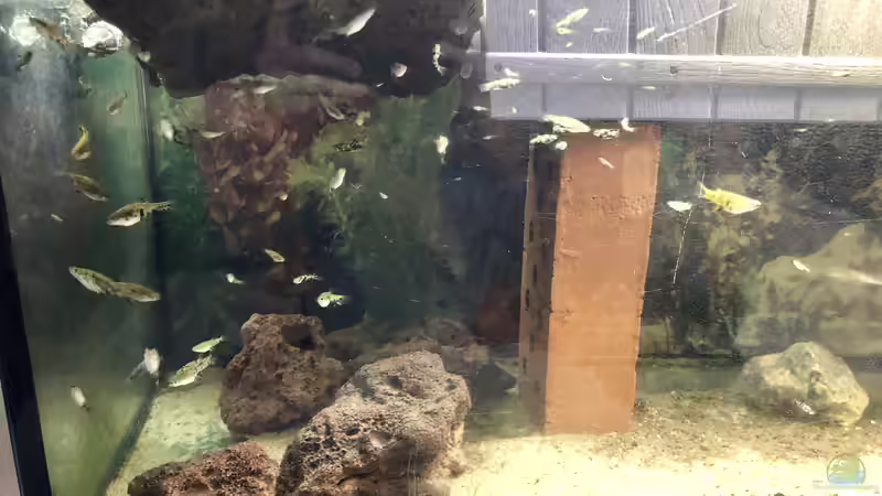 Dreck, Dreck und nochmals Dreck! Teil eins