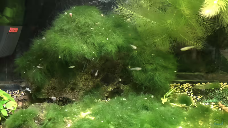 Dreck, Dreck und nochmals Dreck! Teil zwei